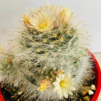 Cacti - Mammillaria Bocasana