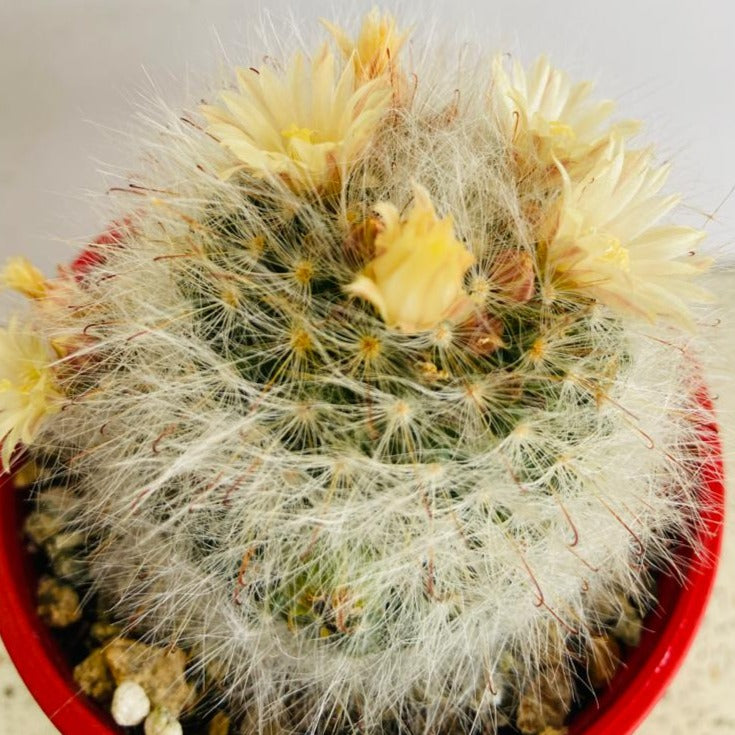 Cacti - Mammillaria Bocasana