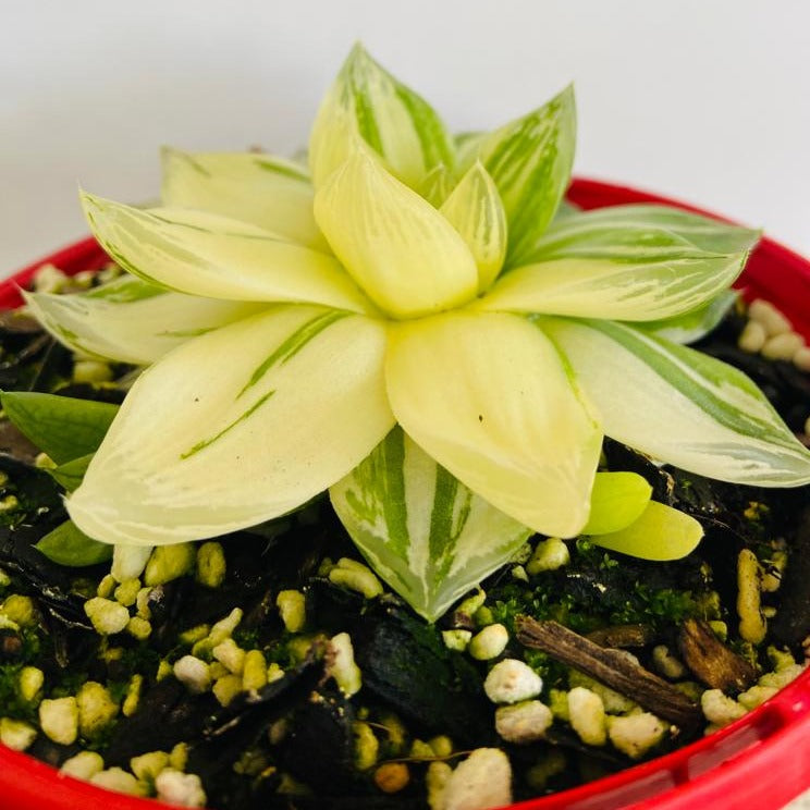 Haworthia 'Variegated' Cymbiformis