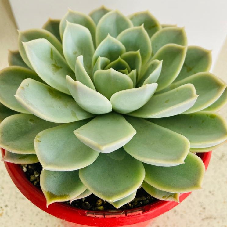 Echeveria Louise