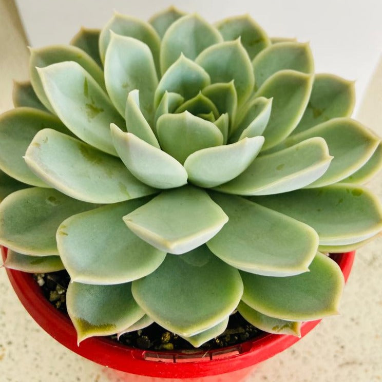 Echeveria Louise