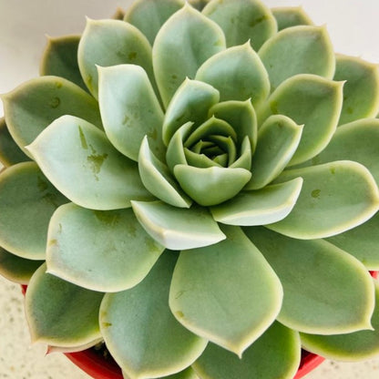 Echeveria Louise