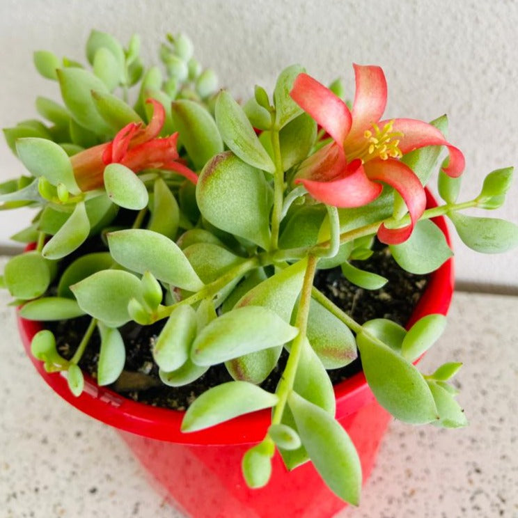 Cotyledon Pendens (Cliff Cotyledon)