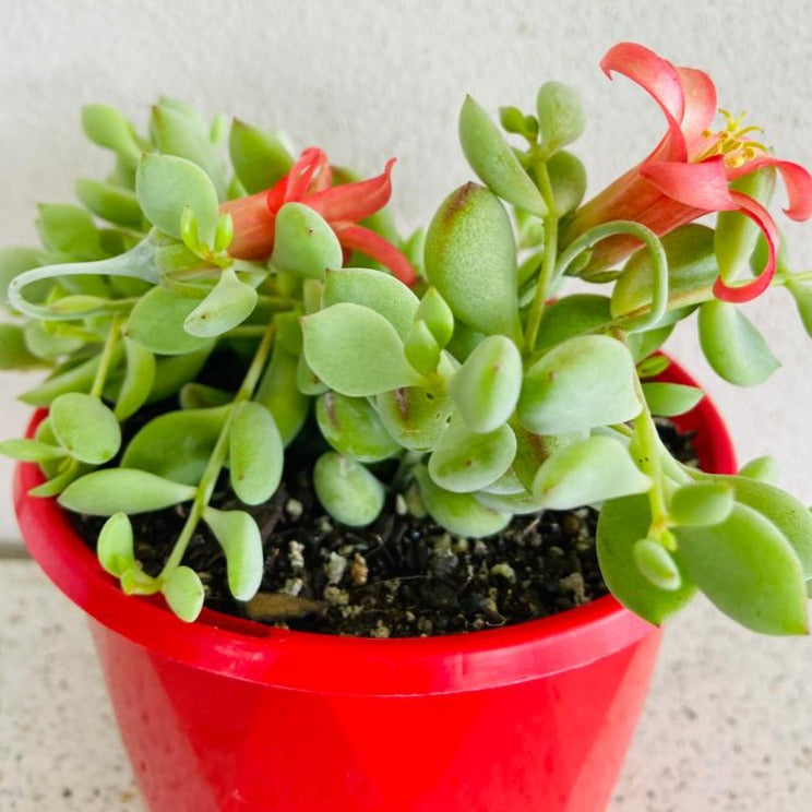 Cotyledon Pendens (Cliff Cotyledon)