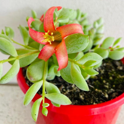 Cotyledon Pendens (Cliff Cotyledon)