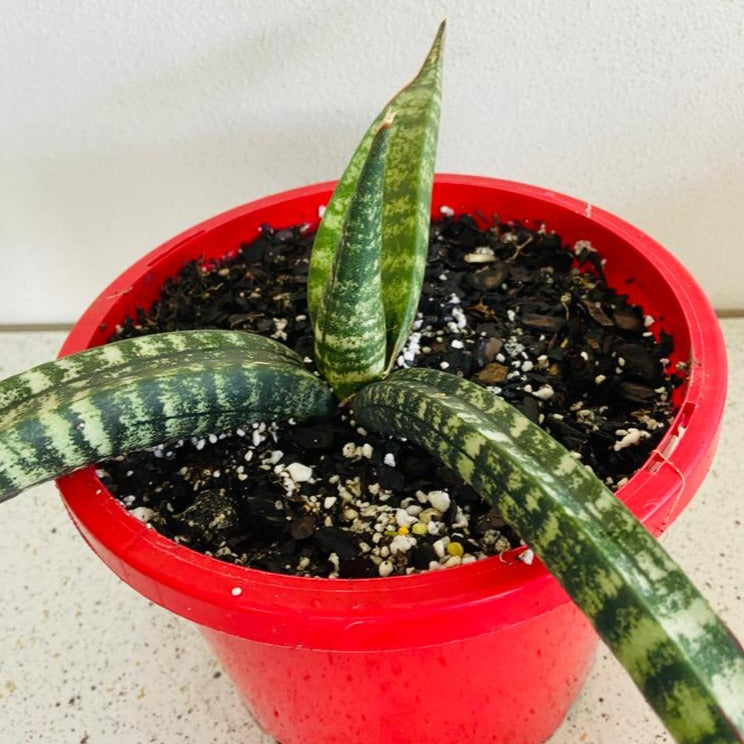 Sansevieria Cylindrica