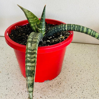 Sansevieria Cylindrica