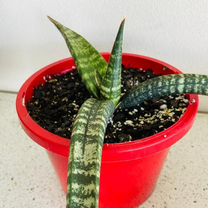 Sansevieria Cylindrica