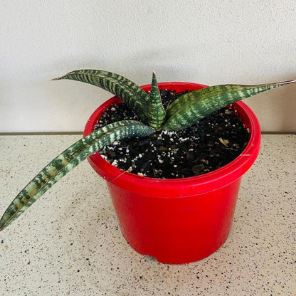 Sansevieria Cylindrica