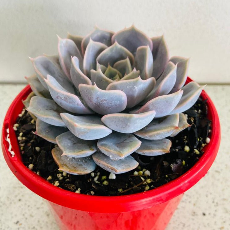 Echeveria Medusa