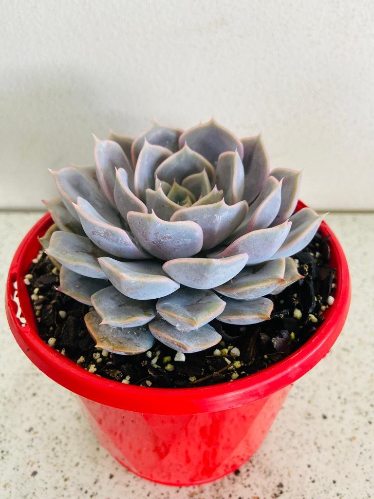 Echeveria Medusa