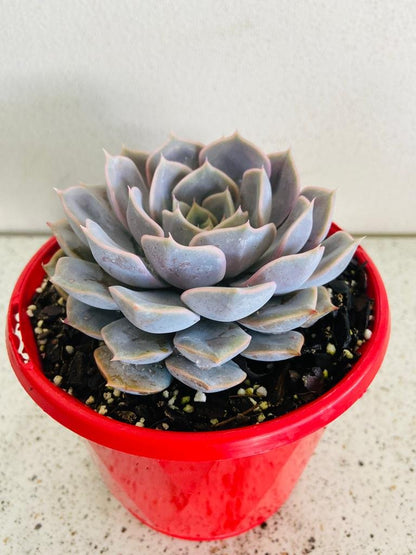 Echeveria Medusa