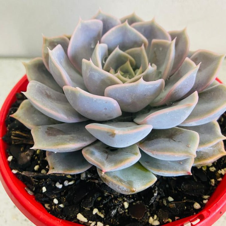 Echeveria Medusa