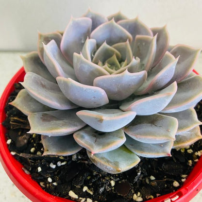 Echeveria Medusa