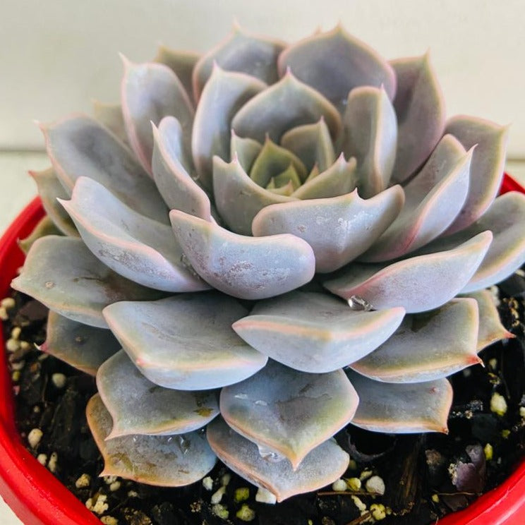 Echeveria Medusa