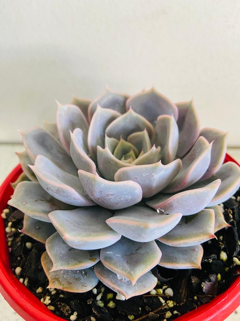 Echeveria Medusa
