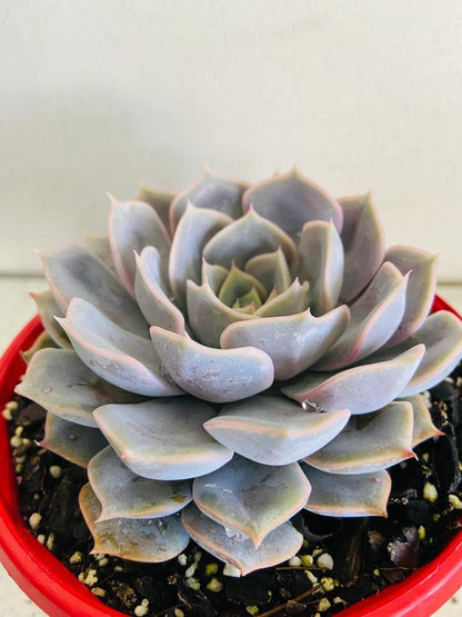 Echeveria Medusa