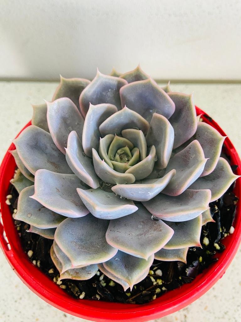 Echeveria Medusa
