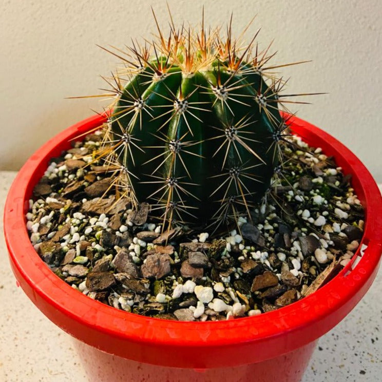 Cacti - Carneglea Gigantea Saguaro Cactus