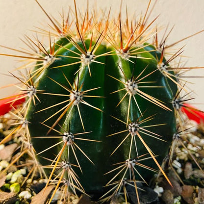 Cacti - Carneglea Gigantea Saguaro Cactus