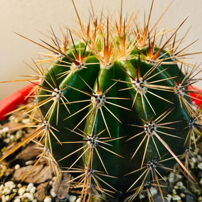 Cacti - Carneglea Gigantea Saguaro Cactus