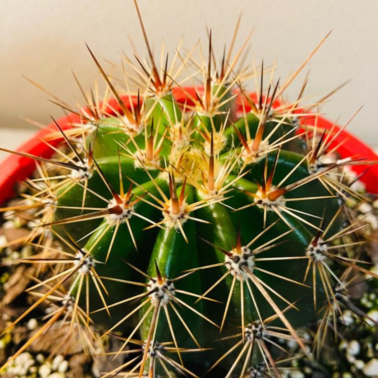 Cacti - Carneglea Gigantea Saguaro Cactus