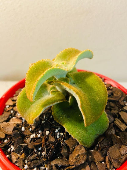 Kalanchoe Beharensis Monstrose  130mm