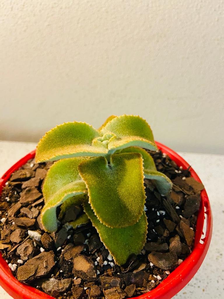 Kalanchoe Beharensis Monstrose  130mm