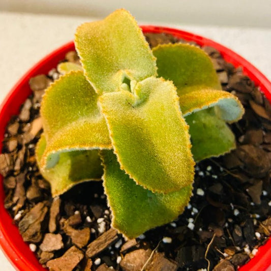 Kalanchoe Beharensis Monstrose 190mm