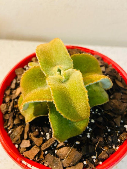 Kalanchoe Beharensis Monstrose  130mm