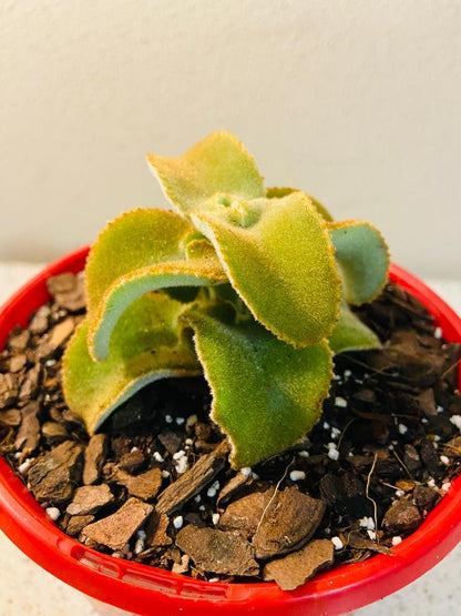 Kalanchoe Beharensis Monstrose  130mm