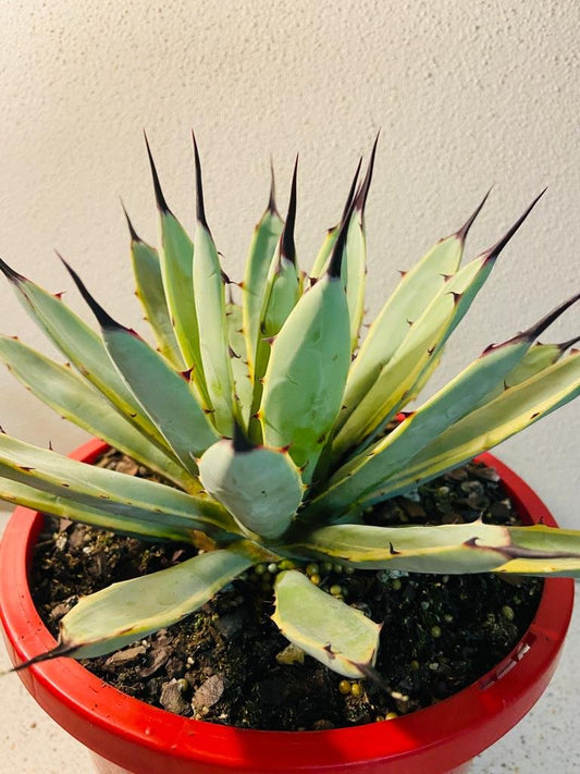 Agave Macrocantha Blue Ribbon #74