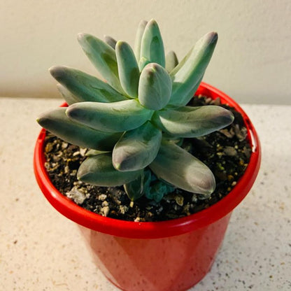 Pachyphytum Compactum