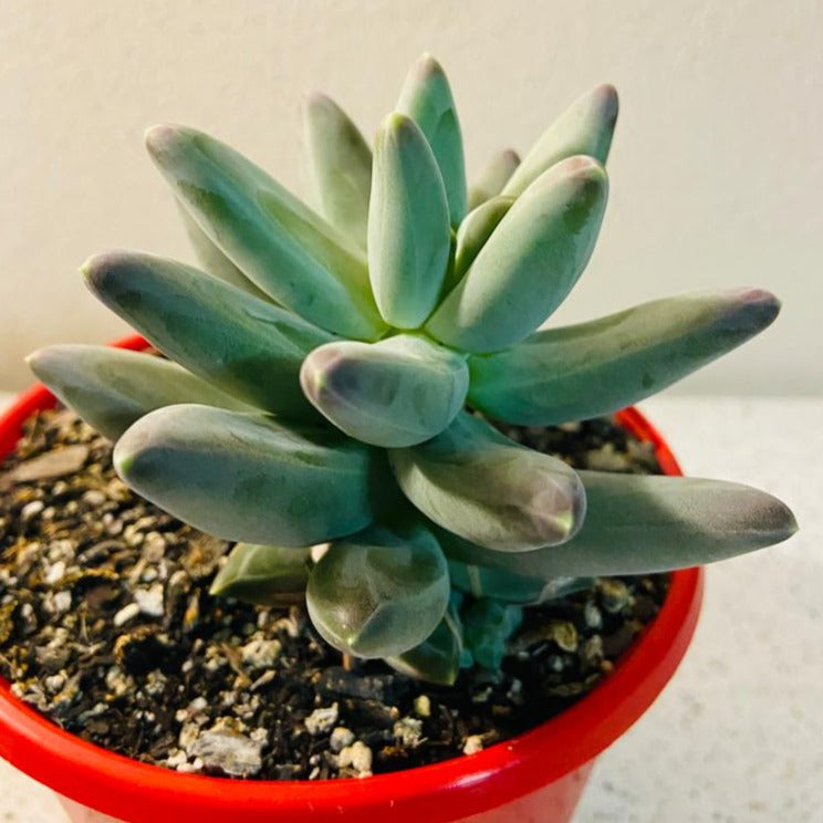 Pachyphytum Compactum