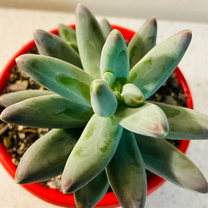 Pachyphytum Compactum