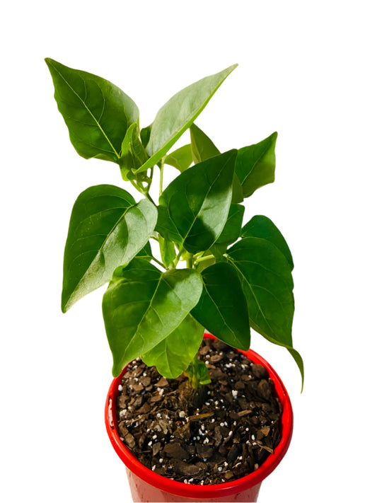 Mirabilis Jalapa Forms Caudex