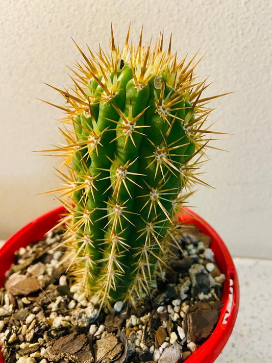 Cacti - Echinopsis Chilensis