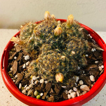 Cacti - Mammillaria Prolifera