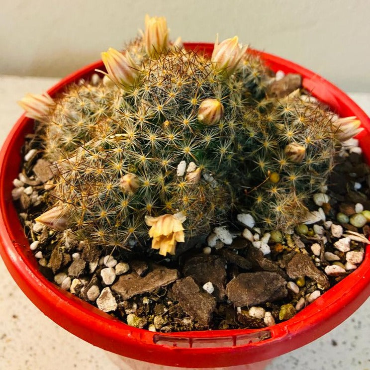 Cacti - Mammillaria Prolifera