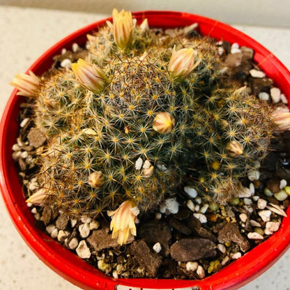 Cacti - Mammillaria Prolifera