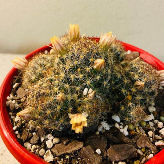 Cacti - Mammillaria Prolifera