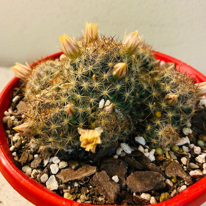 Cacti - Mammillaria Prolifera