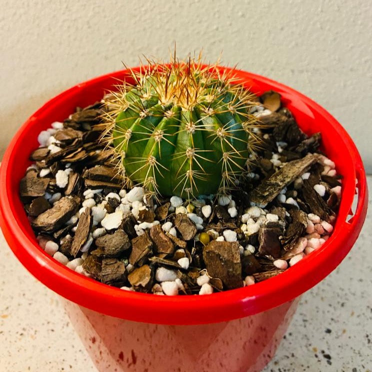 Cacti - Melocactus Turk's Cap