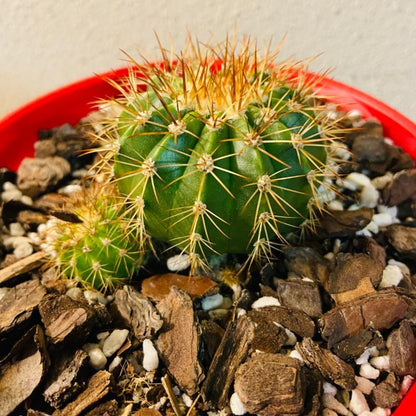 Cacti - Melocactus Turk's Cap