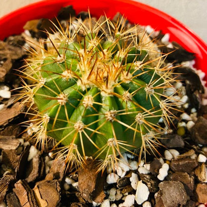 Cacti - Melocactus Turk's Cap