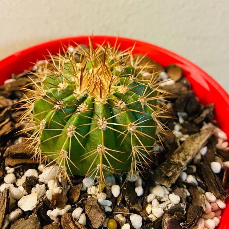 Cacti - Melocactus Turk's Cap