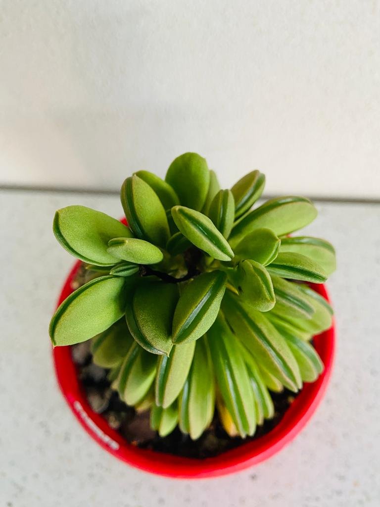 Peperomia Dolabriformis