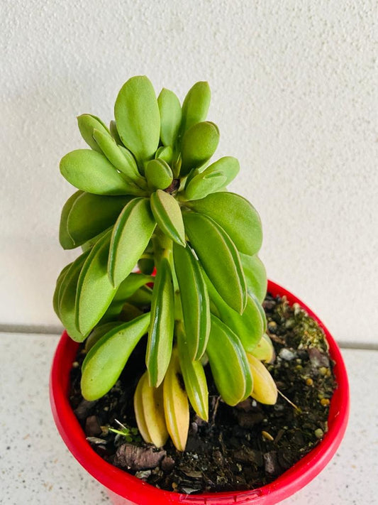 Peperomia Dolabriformis 130mm