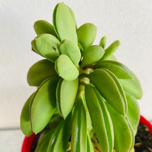 Peperomia Dolabriformis