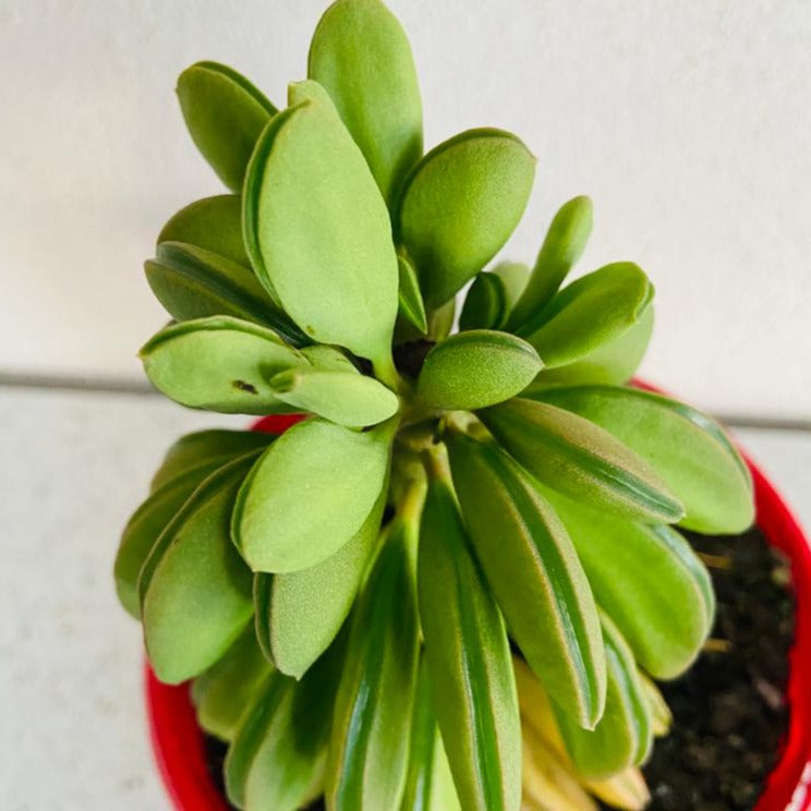 Peperomia Dolabriformis